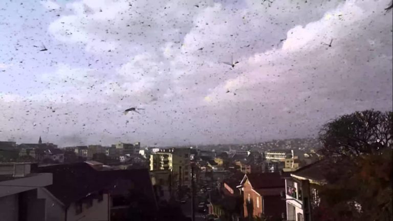 VIDEO. Quand des millions de criquets envahissent Antananarivo