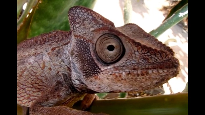 VIDEO. Ce caméléon géant de Madagascar est impressionnant