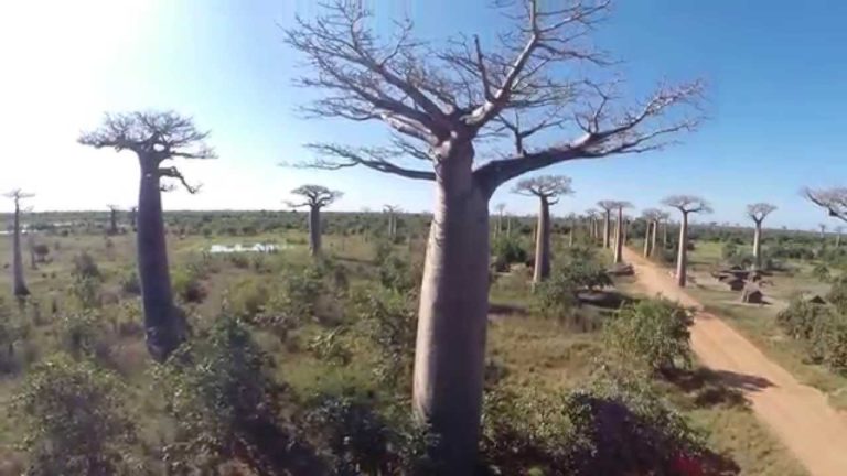 VIDEO. Une magnifique vidéo de l’allée des baobabs à Morondava