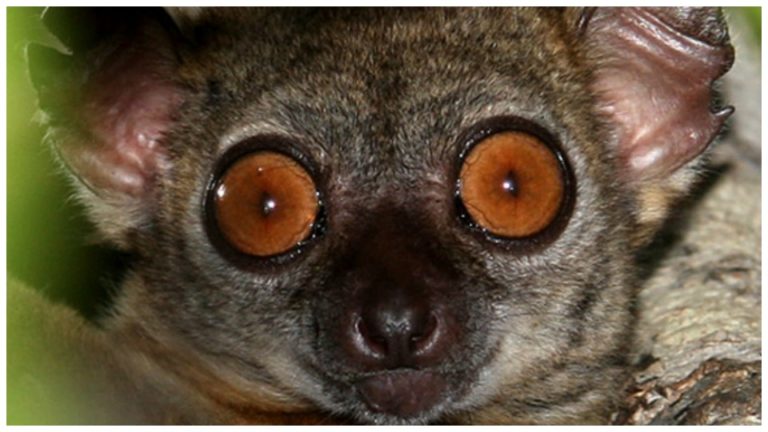 VIDEO. Ce lémurien de Madagascar pourrait jouer dans un film d’horreur