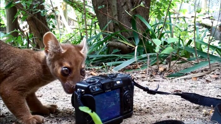 VIDEO. Quand des bébés fosa observent une caméra et la volent