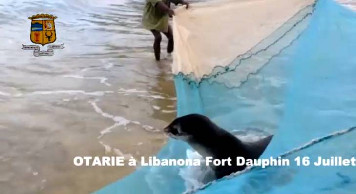 VIDEO. Quand les habitants de Fort-Dauphin aident une otarie à reprendre la mer
