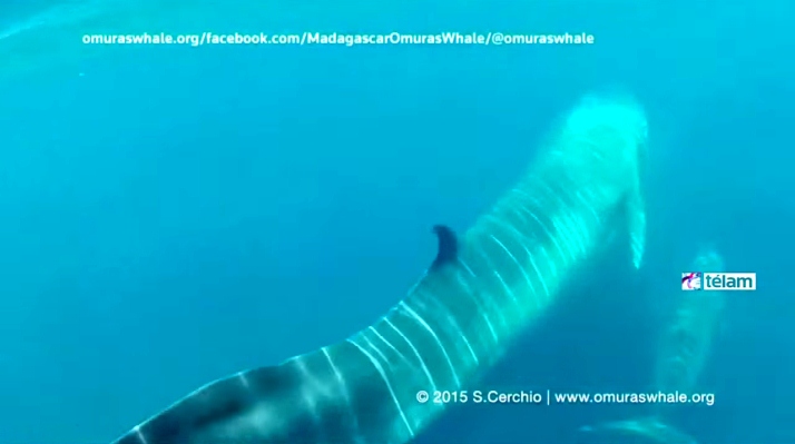 VIDEO. Une vidéo exceptionnelle d’une nouvelle espèce de baleine découverte à Madagascar