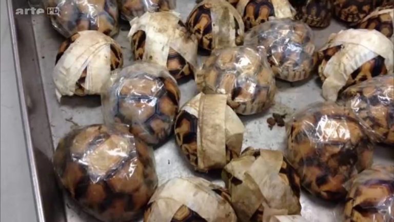 VIDEO. Un reportage sur le trafic des tortues à Madagascar