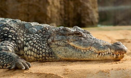 VIDEO. Des crocodiles en liberté menacent la sécurité publique à Majunga