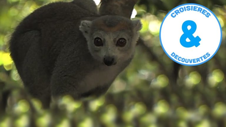 VIDEO. Ce reportage rappelle que les lémuriens sont en voie d’extinction