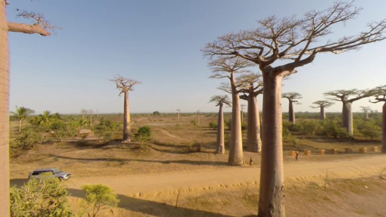 VIDEO. L’allée des baobabs comme vous ne l’avez jamais vue