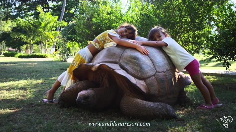 VIDEO. Quand des enfants s’amusent avec une tortue géante à Madagascar
