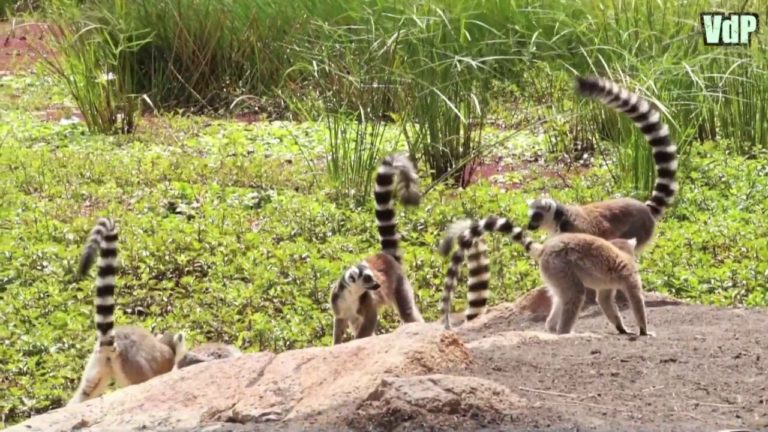 VIDEO. Le parc naturel de l’Isalo vu par un touriste hispanique