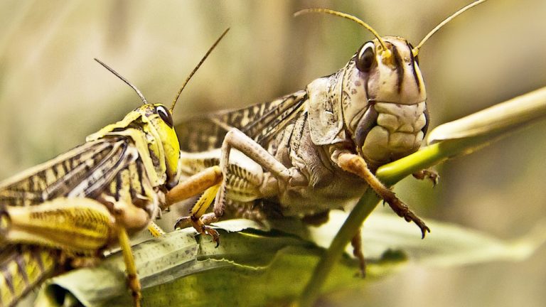 VIDEO. Quand un milliard de sauterelles dévaste Madagascar