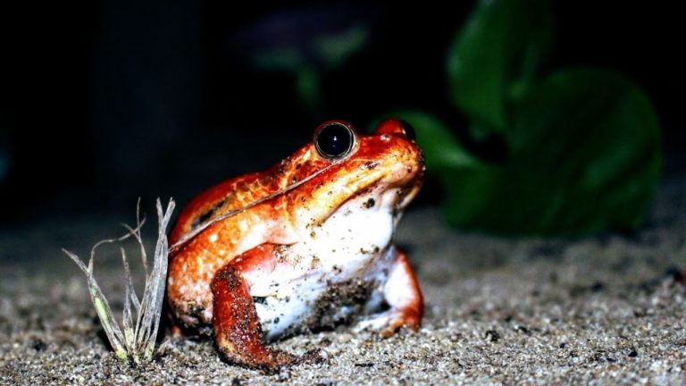 VIDEO. Voici la grenouille tomate, une espèce endémique à Madagascar