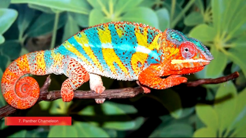 animaux-endemiques-madagascar | Madablog.com - Le blog du voyage à