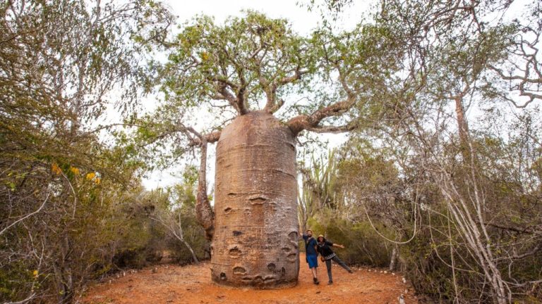 VIDEO. Ce baobab de Madagascar a 1400 ans