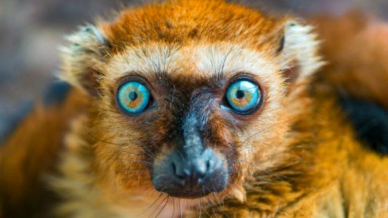 VIDEO. Le zoo de Mulhouse accueille un lémurien aux yeux turquoises