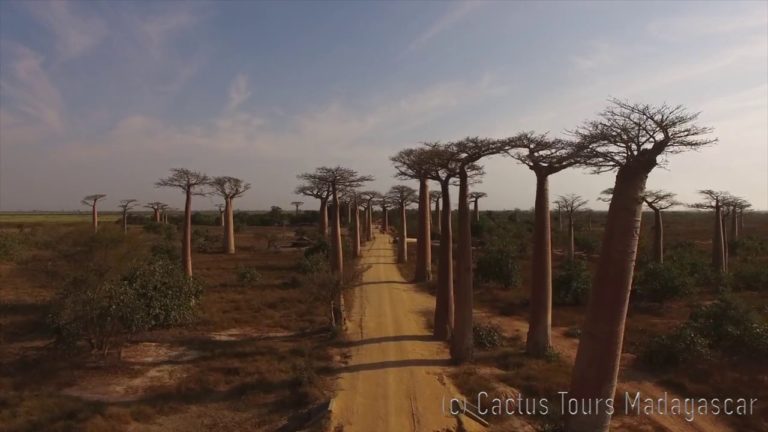 VIDEO. L’inquiétante déforestation de Madagascar vue par un drone