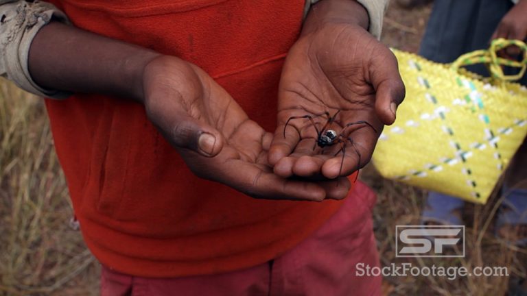 VIDEO. Un petit garçon malgache joue avec une araignée dans ses mains