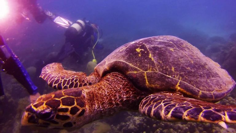 VIDEO. Une vidéo très apaisante d’une tortue de mer de Madagascar