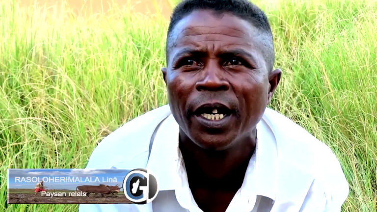 VIDEO. Un reportage sur la production intensive de riz à Madagascar