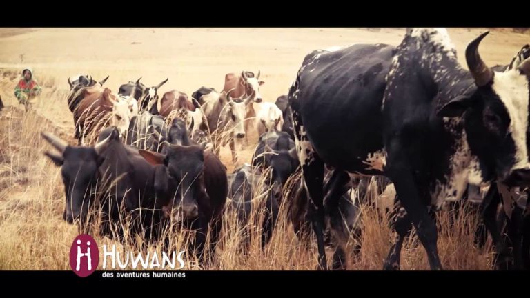 VIDEO. Quand un troupeau de zébus traverse une route à Madagascar