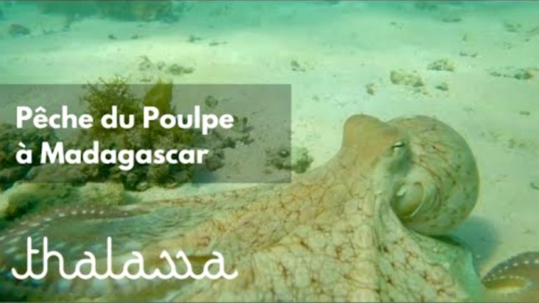 VIDEO. Un reportage sur les chasseurs de poulpes à Madagascar