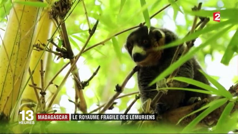 VIDEO. Les forêts de Madagascar risquent de disparaître d’ici 30 ans