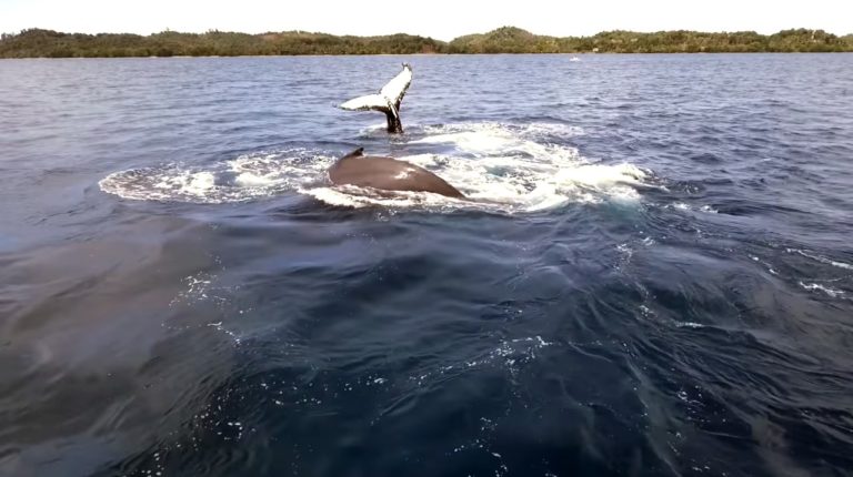 VIDEO. Une superbe vidéo de sauts de baleines filmés avec un drone