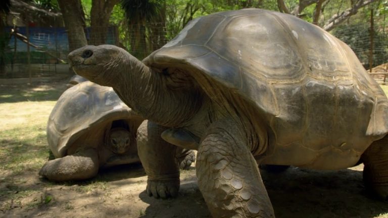 VIDEO. Il n’y a plus de tortues géantes en liberté à Madagascar