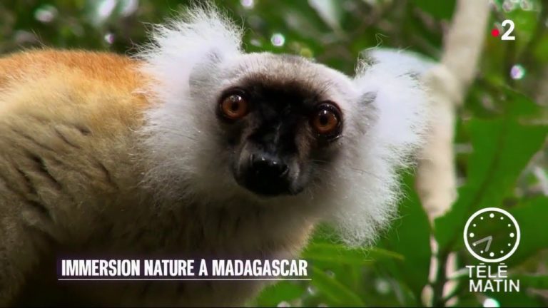 VIDEO. « Immersion nature à Madagascar », vu par Télé Matin sur France 2