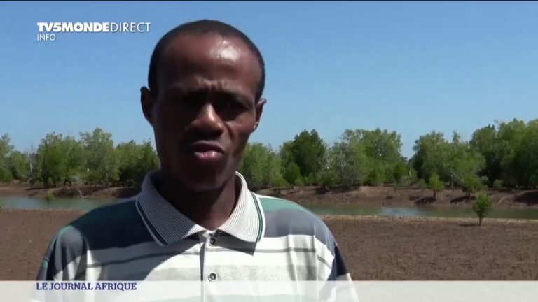 VIDEO. Selon TV5, les Malgaches commencent à replanter la mangrove