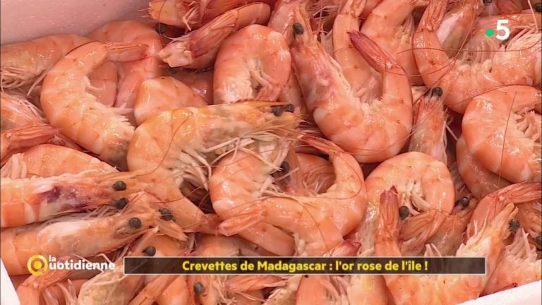 VIDEO. Un reportage sur les crevettes de Madagascar par France 5