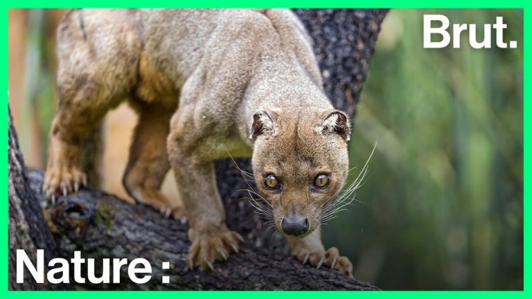 VIDEO. Voici le « Fosa », un prédateur qui vit uniquement à Madagascar
