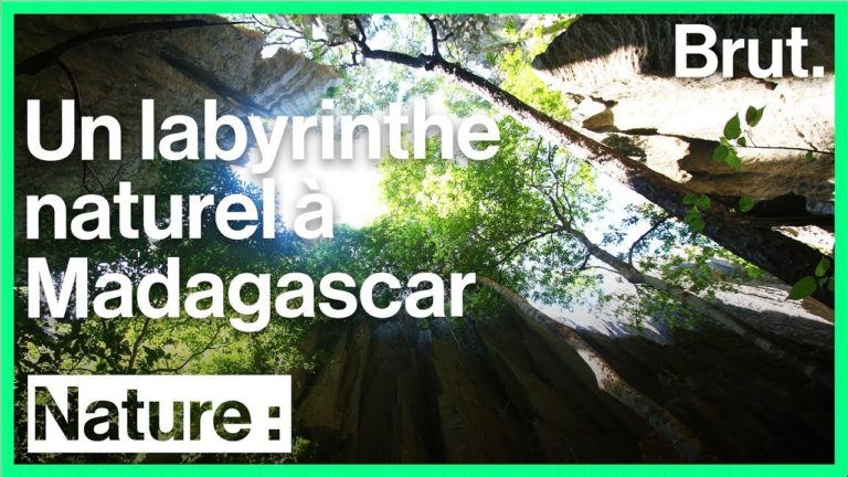 VIDEO. Le massif calcaire des Tsingy de Bemaraha cache une faune très rare