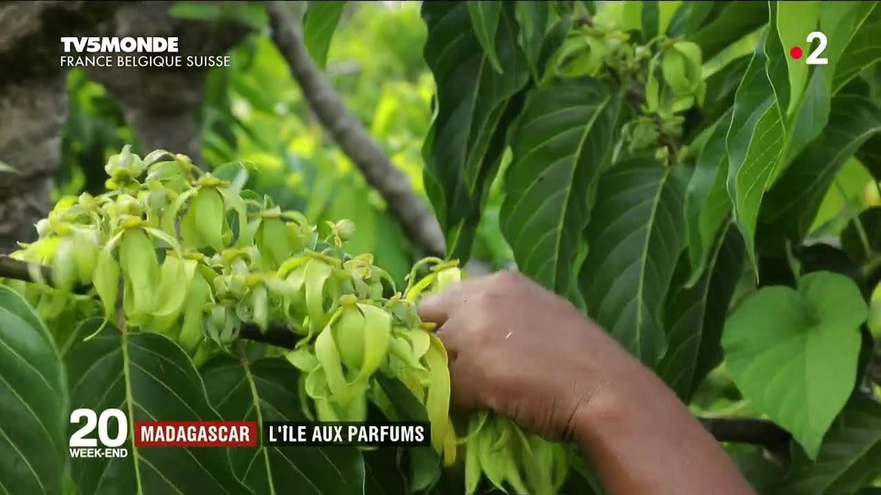 VIDEO. Un reportage de France 2 sur le Ylang Ylang de Nosy be