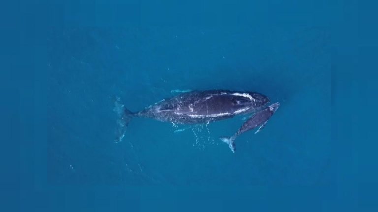 VIDEO. « Sainte Marie, un havre de paix pour les baleines » selon Euronews