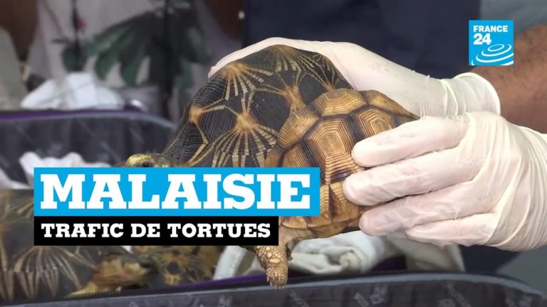 VIDEO. Un reportage sur le trafic de tortues à Madagascar