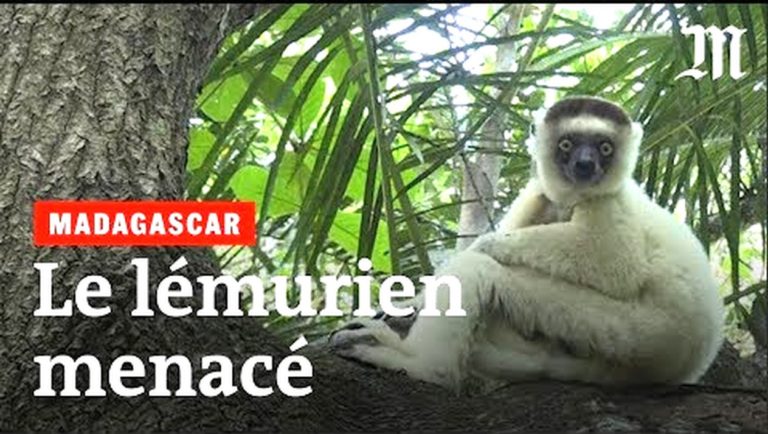 VIDEO. A Madagascar, 95% des espèces de lémuriens risquent l’extinction
