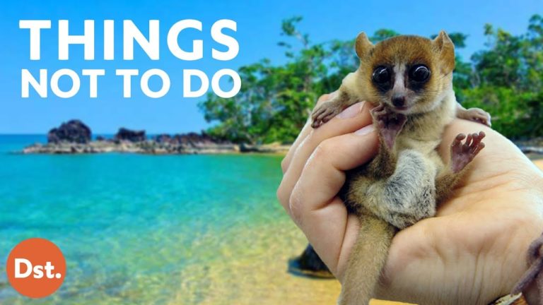 VIDEO. 10 choses à ne pas faire lorsque vous visitez Madagascar