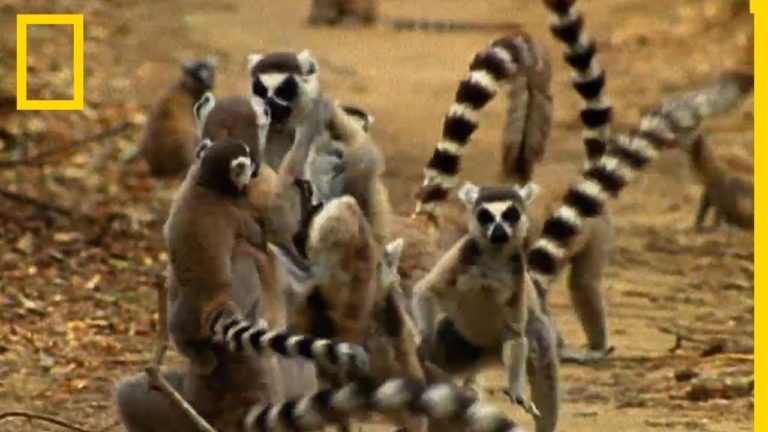 VIDEO. Une bagarre entre lémuriens de Madagascar issus de clans rivaux