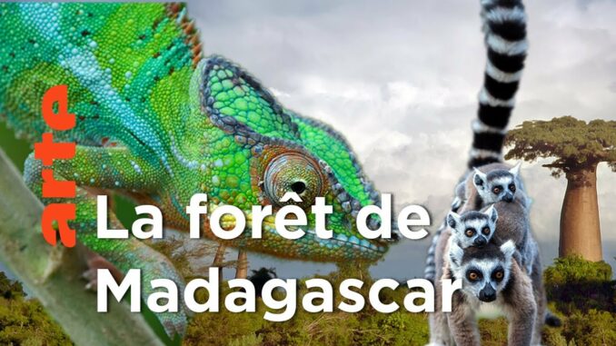 VIDEO. Un documentaire d’Arte au coeur des forêts de Madagascar