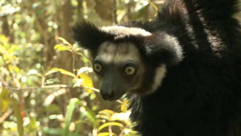 VIDEO. En 50 ans, Madagascar a perdu 90% de ses forêts