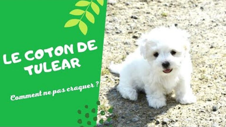 VIDEO. Le coton de Tuléar est sans doute le plus beau chien du monde