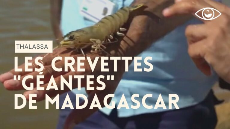 VIDEO. Un reportage de Thalassa sur les crevettes de Madagascar